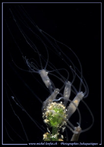 A couple of Hydras on a Water Grass.... :O)... by Michel Lonfat 
